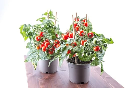 Rote Mini-Tomate 'Tiny Tim' Zwrg Tomate - rot, Ideal für Töpfe und Balkone