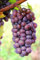 Notizbuch: Wein Weinbau Weintrauben Sommelier Weinprobe Weinverkostung Notizbuch 6x9 Zoll (ca A5) liniertes Buch zum reinschreiben,120 Seiten, ... Tagebuch Gästebuch Geschenk Geschenkide