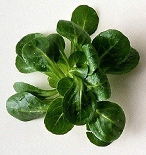 Lattuga valerianella di Agnello del Foglio dell'erba, 1G Circa 50: Only Seeds