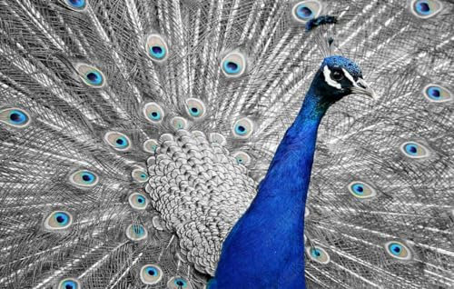 Fototapete 3D Tapete Blaue Pfauenfeder Tapeten Vliestapete Wandbilder XXL Wanddeko Wandtapete -330023 200x140cm