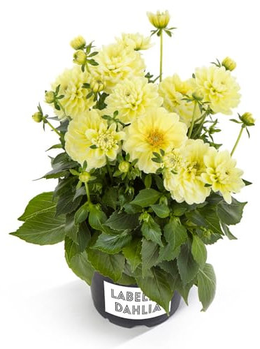 Dalia - Planta Natural Perfecta para Alegrar tu Jardín