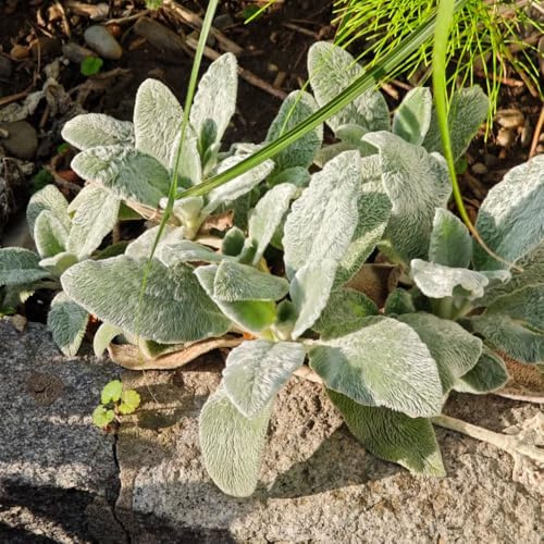 wollziest kaufen - indoor garten hochbeet dekopflanzen winterharte stauden mehrjährig luftreinigende balkon bio seltene 150samen
