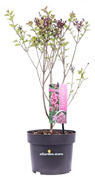 eGarden.store - Pianta vera di Lillà Syringa diverse varietà, colori e grandezze - Cespuglo rustico molto resistente con fiori a pannocchia ideale per siepe o vaso (Meyeri Flowerfesta Pink)