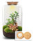 urbanjngl.com - Flaschengarten - Sven Bonsai mit Lampe - Ökosystem mit Pflanzen - ↑ 43 cm Sven Bonsai - Do-It-Yourself Paket - DIY-Set - Pflanze im Glas - Komplettset Terrarium - Pflanzenterrarium