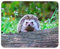 Cute Hedgehog In The Forest Mouse Mat Pad - Animal Nature Computer #14322