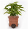 Potty Feet Green Man Figures Plant Pot Feet - Planter Support - Handmade Decorative Ornaments - 3pcs
