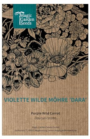 Violette Wilde Möhre 'Dara' (Daucus carota ssp. carota) - ca.100 Samen, wunderschöne Wildblume mit violetten Blütten, Schnittblume, gute Bienenpflanze