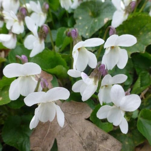 Plant World Seeds - Viola Odorata Alba Seeds (Perennial Flower Seeds)