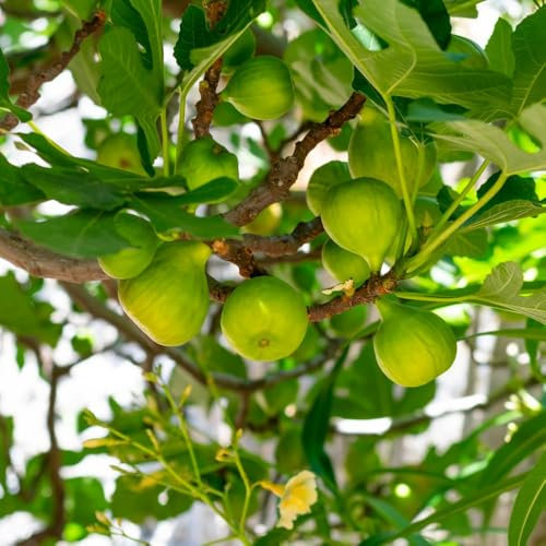 Dwarf Fig 'Dalmatie' - Compact Patio Fruit Tree, Self-Fertile, Two-Crop Variety 7 Litre Pot x 1 by Thompson & Morgan