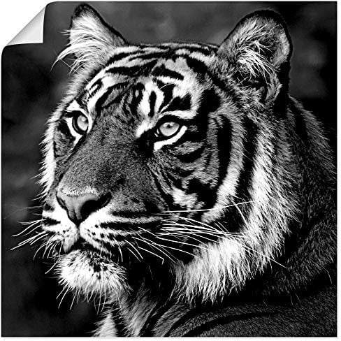 ARTLAND Wanddeko Poster & Kunstdrucke Wandposter 50x50 cm Tiere Tiger Asien Dschungel Urwald Raubkatze Natur T4SE