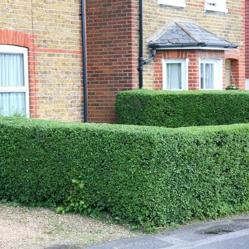 Plant Theory Oval Leaf Privet Ligustrum Ovalifolium Shrub Plant 2L Pot