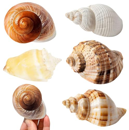 TenaLucy 5 Pièces Coquillages Mixtes Coquillages Marins, 3-9 CM Deco Aquarium, Naturels Coquille Saint Jacques Vide, Pas Perforé Coquillage Decoration pour Sac de Fête DIY Lampe Coquillage Paillettes