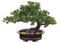 Verve Jelly Plantes artificielles en Pot, bonsaï Artificiel en Pot, Faux pin Japonais, bonsaï, Fausse Plante, bonsaï Artificiel pour Bureau, décoration d'intérieur, Affichage de Bureau