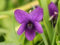 Portal Cool Dolce Violet Queen Charlotte Hardy perenne fiore Viola odorata 40 semi