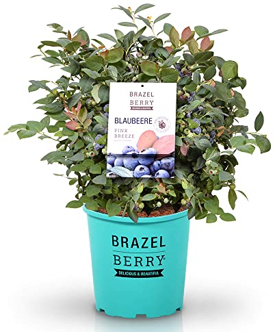 BrazelBerry 'Pink Breeze' Heidelbeere, Beerenobst Strauch, Waldbeere, Blaubeere, Blume, winterhart, Pflanze im Topf für Garten, Terrasse, Balkon oder Kübel