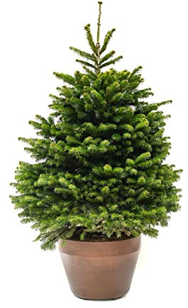 Vannucci Piante - Vero Albero di Natale di 10 anni, Abete di Natale con vaso di design, Pianta vera, Altezza 125/150 cm, Abies nordmannia **ADDOBBI NON INCLUSI**
