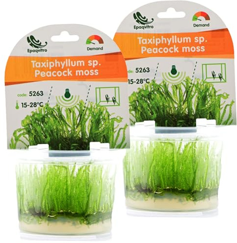 AquaBreedingSkill Aquarium Pflanzen Echt – InVitro Taxiphyllum Moos – Wasserpflanzen für Aquarium – Aquariumpflanzen ohne Schnecken & Algen – Ideal für Aquascaping & Garnelen (Peacock 2 pcs)
