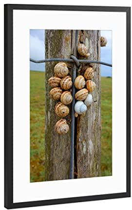 artboxONE Poster mit Rahmen Schwarz (Metallic) 45x30 cm Holzzaun mit Schnecken von Theo - gerahmtes Poster