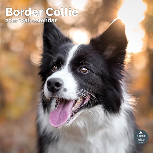 Baker and Bray Border Collie Kalender 2025, großer quadratischer Wandkalender, 16 Monate, Border Collie Geschenk Hundekalender