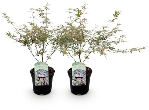 GreenboutiQ - Plante de terrasse - Érable du Japon - Acer palmatum Iyoshi - Rose - 1 Plante - Caduc - Pot 19cm Hauteur 70cm
