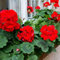 100 Stück Geranien-Blumensamen, rot