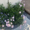 200 pcs nachtkerze pflanze samen blumenwiese，geschenke für gartenliebhaber samen anzucht，gewächshaus balkon zimmerpflanzen，gartendeko für draußen hochbeete für garten，bodendecker