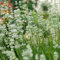 Semillas Lavanda Flores Exterior Todo El Año Aromaticas Plantas Exterior Resistentes Lavanda Semillas Huerto Urbano Plantas Naturales En Casa Bonsai Natural Lavanda Planta 50 Semillas De Lavanda
