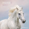 Pferde 2024 - Broschürenkalender 30x30 cm (30x60 geöffnet) - Kalender mit Platz für Notizen - Horses - Bildkalender - Wandplaner - Pferdekalender
