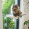 PETKARAY Cat Window Perch, Original Cat Hammock Foldable Cat Bed for Window Sill, Indoor Shelf Hammock Seat with Extra Suction Cups