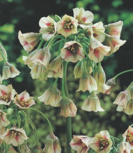 25 Allium Siculum Nectaroscordum Bulgarischer Lauch Blumenzwiebeln