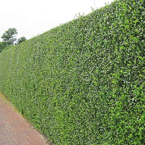 GardenersDream Ligustrum Ovalifolium - All Year Round Outdoor Plant - Evergreen Privet Hedge Plants for Gardens and Borders - Outdoor Garden Ready Plant (9cm Pot, 25 Plants)