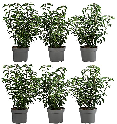 Dehner Portugiesischer Kirschlorbeer Angustifolia, für 2 Meter Hecke, ca. 40-60 cm, 6 x 5 l Topf, Heckenpflanze