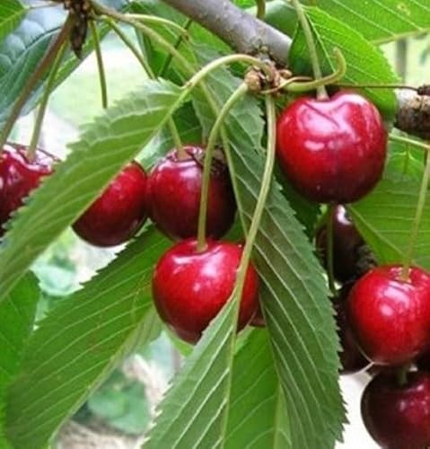 Albero Ciliegio Ferrovia - Età 3 anni