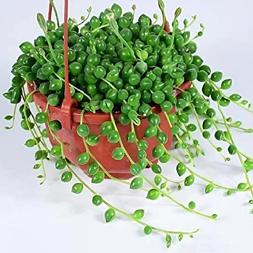 Planta de guisantes Senecio rowleyanus colgante semillas - plantas carnívoras - plantas suculentas suculentas - regalos de jardinería para jardín balcón semillas 100 unidades