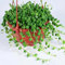 Planta de guisantes Senecio rowleyanus colgante semillas - plantas carnívoras - plantas suculentas suculentas - regalos de jardinería para jardín balcón semillas 100 unidades