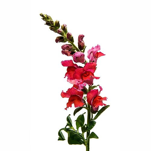 150 Pcs löwenmäulchen samen winterhart, garten samen deko blumen, (Antirrhinum majus) blumensamen gastgeschenk pflanzen für sonnige plätze, balkon blumen bonsai samen, balkonpflanzen