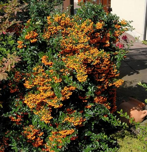 Feuerdorn Sunny Star 60-80cm - Pyracantha