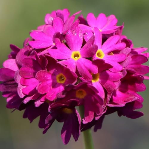 Carbeth Plants Primula Denticulata Red Plant 2 x 1L Pot - Colourful Drumstick Primula Herbaceous Perennial - Hardy Spring Flowering Shrub - Ideal for Borders, Shaded Areas & Wildlife Gardens