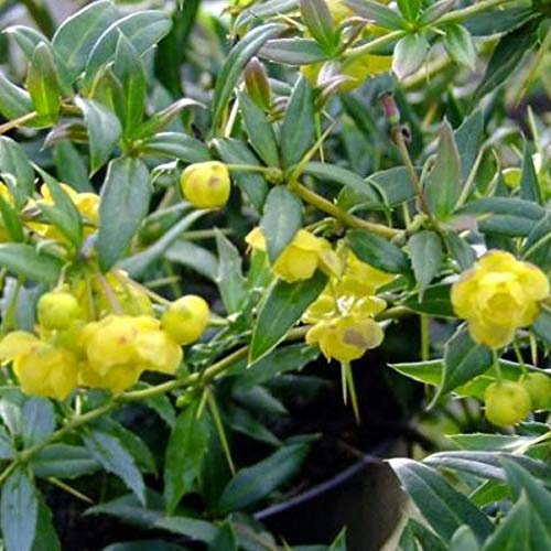 Berberitze 'Telstar' - Berberis Frikartii - Immergrüne Blüten, 25-30 cm Topf