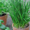 Chive Herb Seeds Hardy Perennial Easy to Grow Your Own Garden Plants Herbs 1 Packet of 500 Seeds by Thompson & Morgan
