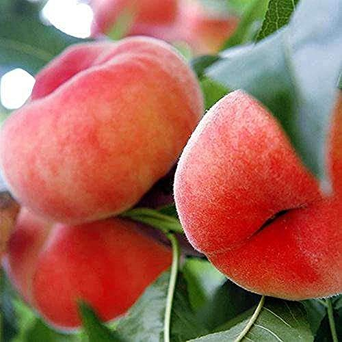10 Stück Pfirsich samen Gartengarten im Freien Pflanzen Flache Form Einzigartige Form und Aussehen Exotische Früchte Hohe Keimrate Baum