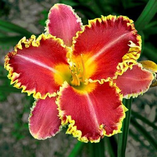 Bulbos De Azucenas, Azucenas Silvestres,JardíN,Flores Para Todas Las Estaciones,Azucenas, Plantas Perennes Vigorosas Y Resistentes, Patio, Hemerocallis Bulbos-5bulbos-C