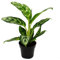 Aglaonema Amazon Silver - Buntblättriger Kolbenfaden - Ausgefallene Sorten - 12cm - ca. 25-30cm hoch