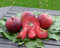 Apfelbaum `Baya Marisa´ (rotfleischiger Apfel), Halbstamm, 160-190cm im 10L-Topf