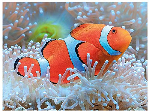 Ideen mit Herz 5D Diamond Painting | Diamant Painting Set | Motiv: 35 x 25 cm | Leinwand: 30 x 40 cm | runde Steinchen | inkl. Zubehör | Verschiedene Bilder zur Auswahl (Clownfisch)