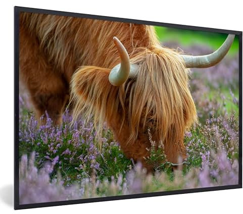 MuchoWow Poster Bilder Wanddeko Deko Wohnzimmer 30x20 cm Schottischer Hochländer - Hörner - Heidekraut