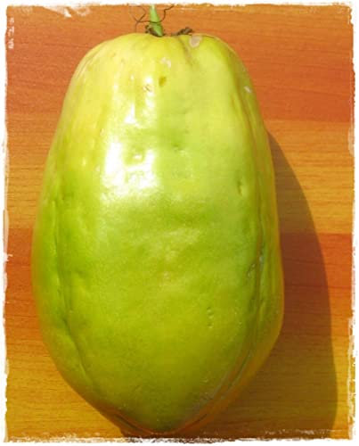 Granadilla-Pflanze GIGANTE Passiflora Quadrangularis im Topf - Höhe 150 cm.