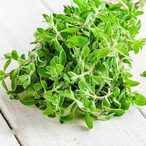 120 pcs wilder majoran samen mehrjährig winterhart winterfeste pflanzen für balkon,Origanum majorana, wintergemüse samen deko pflanzen saat pflanzensamen garden kräutergarten winterharte