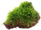 Aquarium Pflanze Taxiphyllum barbieri Wasserpflanze Moos auf Lavastein Nr.003 YLS Aquariumpflanze