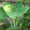 50 pcs Elefantenohr Pflanze Samen bonzai bäume seltene pflanzen Colocasia Gigantea - Leucocasia gigantea - praktische geschenke balkongarten gartensamen balkonpflanzen winterhart bonsai